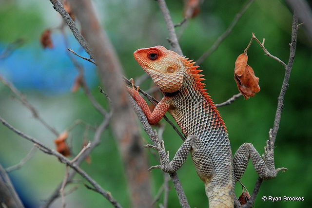 20090625-0711 Calotes versicolor (Daudin, 1802)