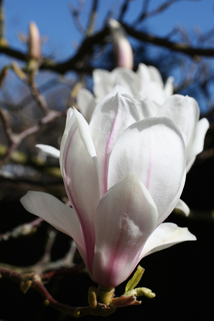 Magnolia flower 2014