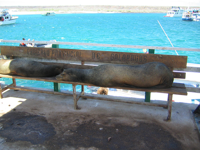 Sealions on the bench