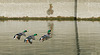 BESANCON: Vol de canards Colvert 03 (Anas platyrhynchos).