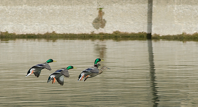 BESANCON: Vol de canards Colvert 03 (Anas platyrhynchos).