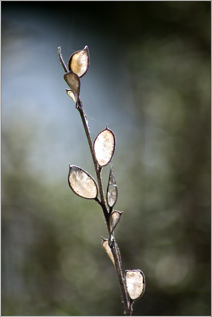 little mirrors