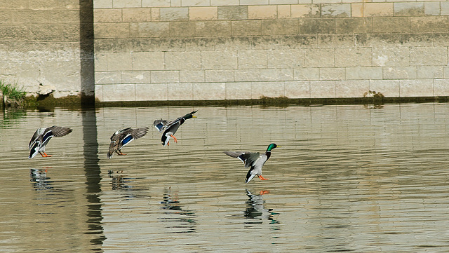 BESANCON: Vol de canards Colvert 02 (Anas platyrhynchos).