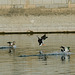 BESANCON: Vol de canards Colvert 01 (Anas platyrhynchos).