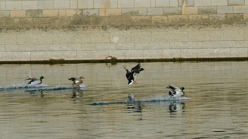 BESANCON: Vol de canards Colvert 01 (Anas platyrhynchos).