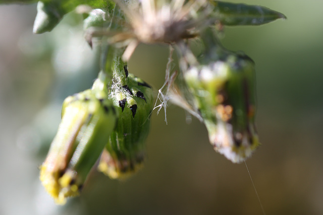 fleurs de séneçon commun