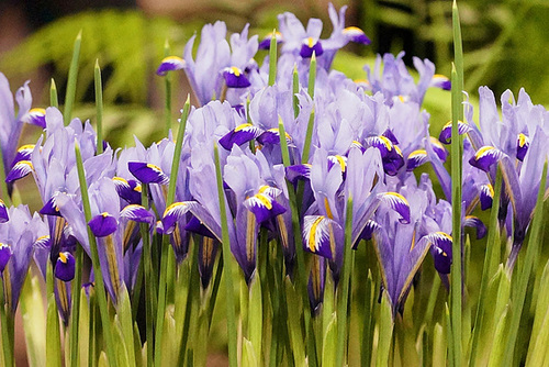 Purple Power – Pennsylvania Convention Center, Philadelphia, Pennsylvania