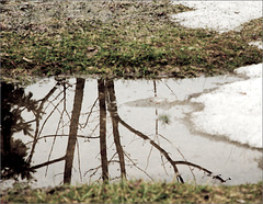 Spring Reflection