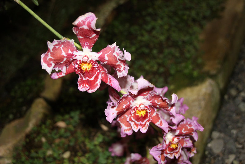 Orchids 2