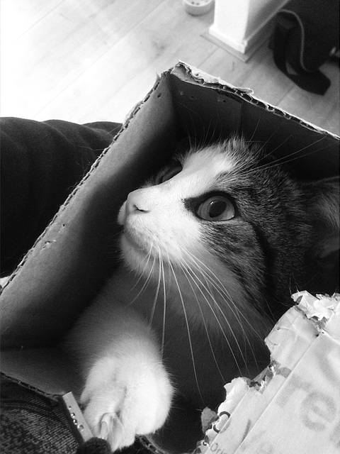 Cat in box