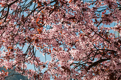 Blühender Zierkirschenbaum an der Passer in Meran - 2014-03-20-_DSC1162