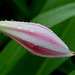 20090629-0116 Crinum latifolium L.