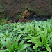 20090629-0117 Crinum latifolium L.