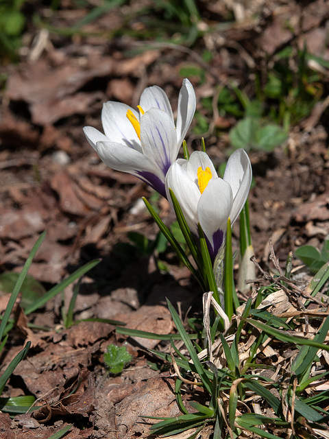 Krokusse - 2014-03-20-_DSC1139