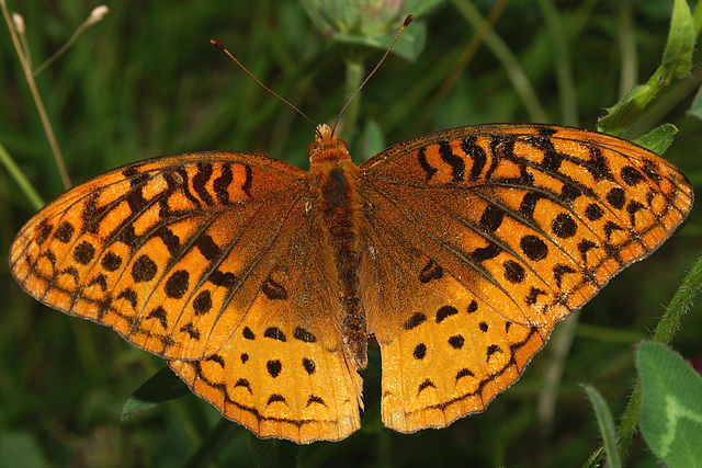 Great Spangled Fritillary Butterfly