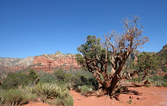 0501 151312 Coconino National Forest with Great Outdoors