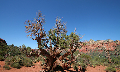 0501 151244 Coconino National Forest with Great Outdoors