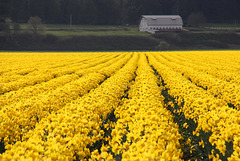 Skagit Valley Daffodils