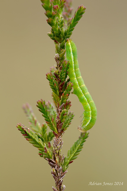 Noctuid Moth larva