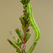 Noctuid Moth larva