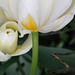 White tulip - square - (color fixed)