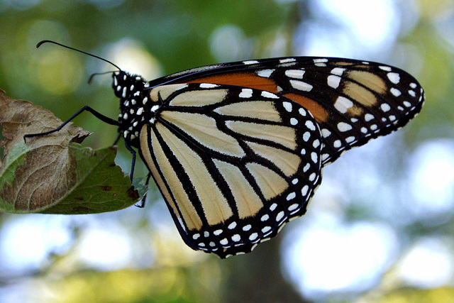 Monarch Butterfly