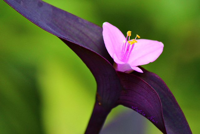 Purple Queen