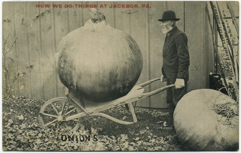 Onions