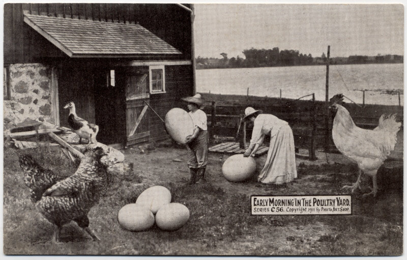 Early Morning in the Poultry Yard