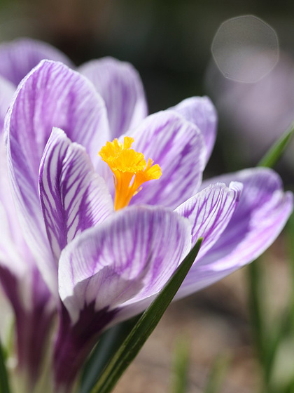 Crocuses