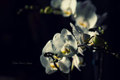 ♥✿♥ dedicata a te ... che passi di qua ♥✿♥
