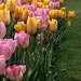 More Tulips