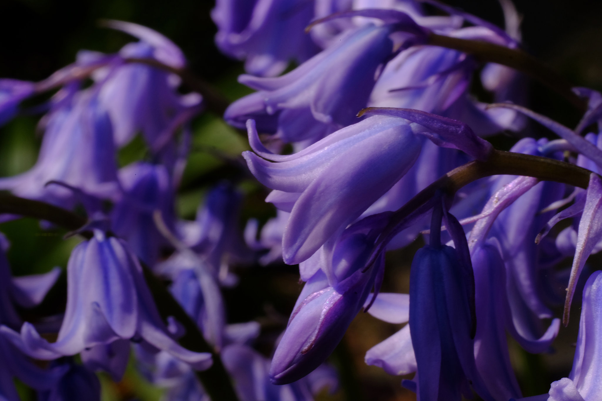 Bluebells X-T1 Olympus 50mm macro test 1