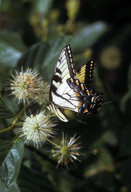 swallowtail