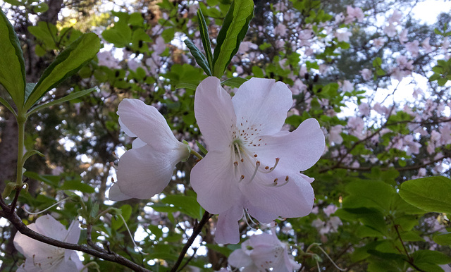 Rhododendron