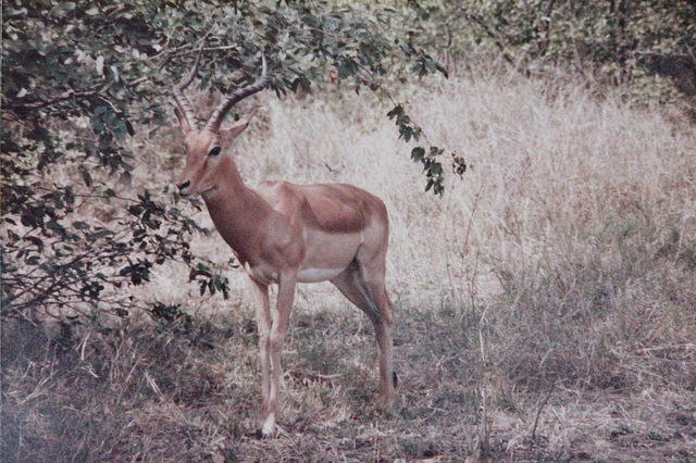 Kruger Park Impala Buck