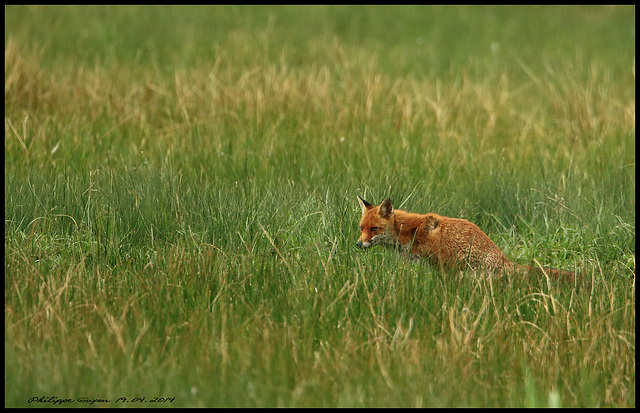 RENARD