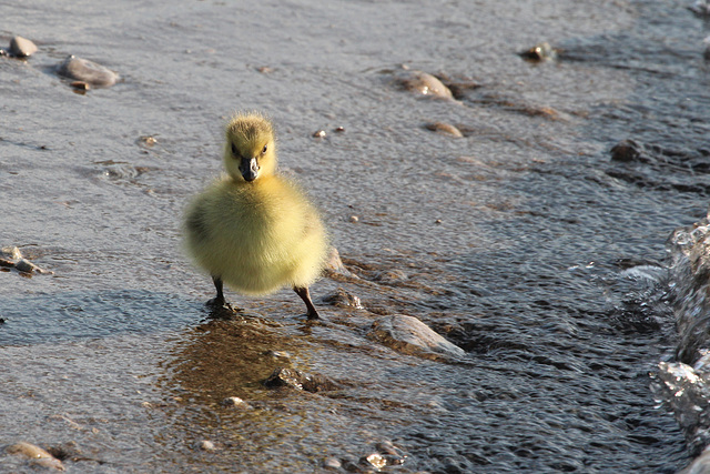 water's a tad brisk!