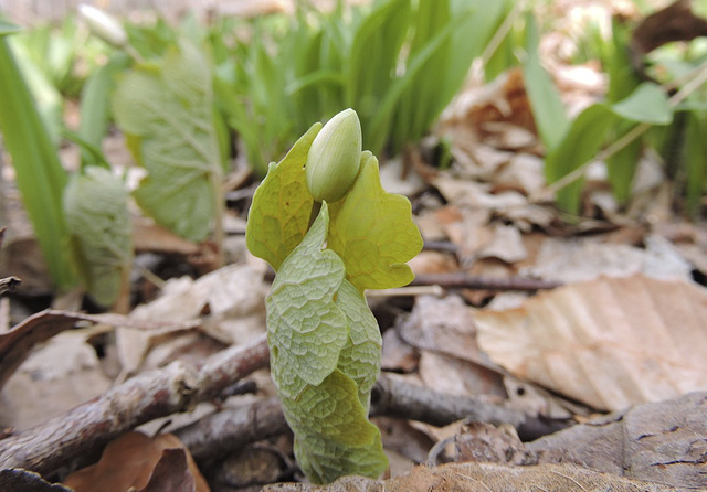 Bloodroot