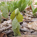 Bloodroot