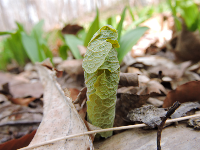 Bloodroot