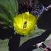 Bee in cactus flower (2140)