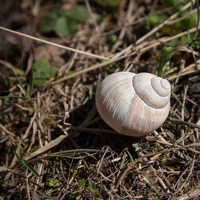 Coquille