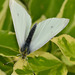 Small White, Pieris rapae