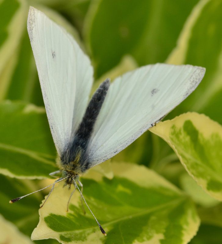 Small White, Pieris rapae