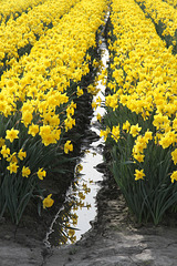 Reflections on Daffodils