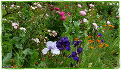 GIVERNY