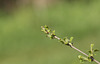 Purging buckthorn (Rhamnus cathartica)