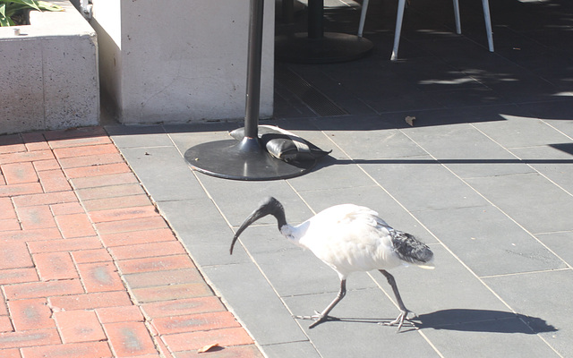 Australian White Ibis