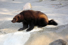 Tierpark Lüneburg